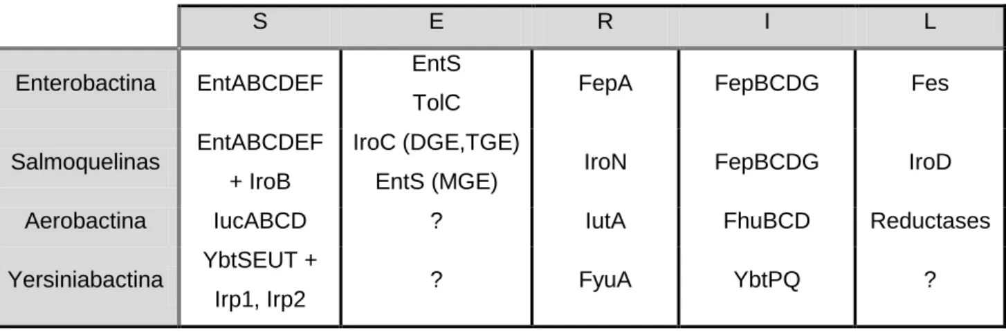 Tabela 3 – Proteínas associadas à síntese (S), excreção (E), reconhecimento (R), internalização (I) e  libertação do ferro (L) dos diferentes sideróforos