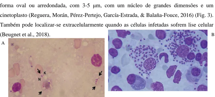 Figura 3: Amastigotas de Leishmania infantum  A. (    )Amastigotas de Leishmania infantum  extracelularmente