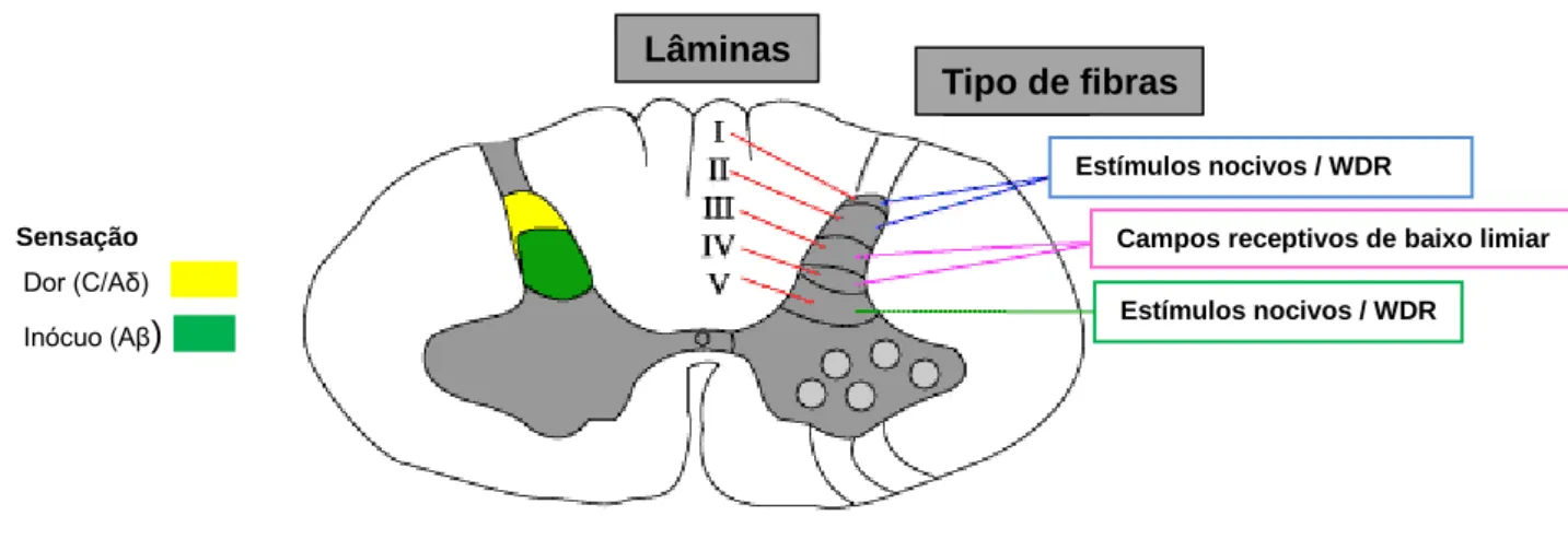Figura 2 - Lâminas que constituem o corno dorsal da medula espinhal. (Adaptado de: 