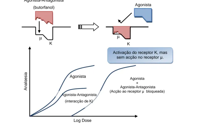 Figura  6  -  Relação  entre  a  ligação  aos  receptores  e  o  efeito  dos  opióides  agonistas-  -antagonistas
