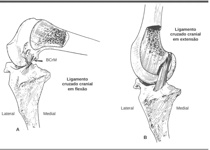 Figura 4 – Ilustração do ligamento cruzado cranial em flexão e em extensão 