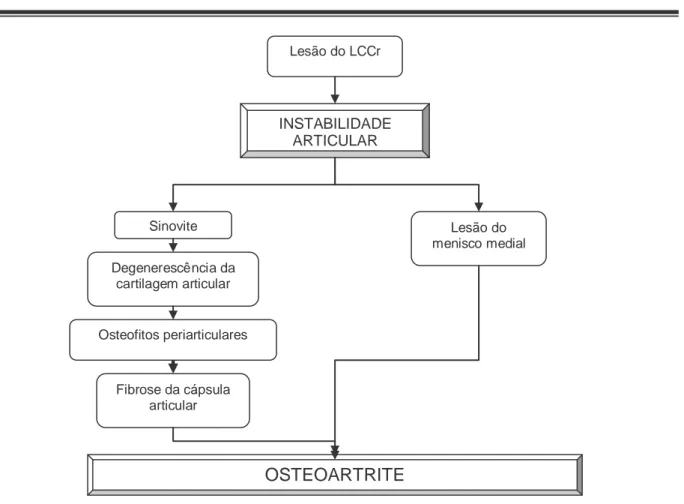 Figura 5 – Cadeia de acontecimentos despoletados pela lesão do LCCr, que culminam na  progressão da doença degenerativa articular, ou osteoartrite 