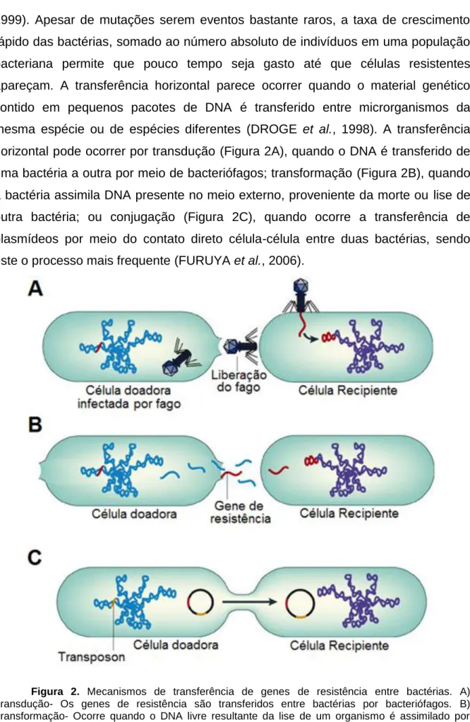 Figura  2.  Mecanismos  de  transferência  de  genes  de  resistência  entre  bactérias