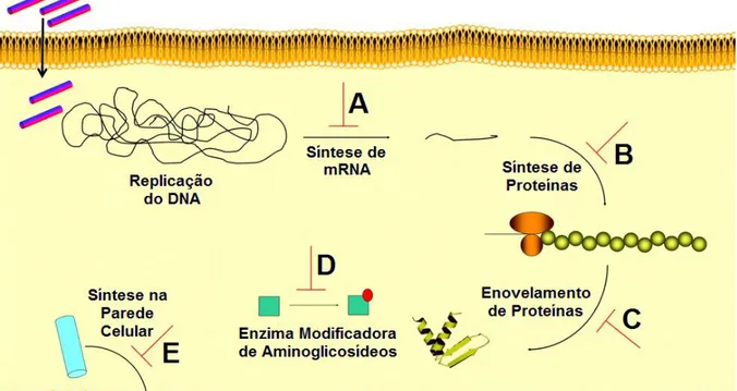 Figura  10.  Mecanismos  de  ação  intracelular  dos  PAMs.  A)  Inibição  da  síntese  de  DNA  e  RNA