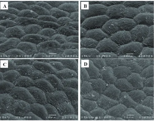 Figure 1 - Scanning electron micrographs of the upper epidermis surface of mature leaves of V