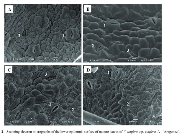 Figure 2 - Scanning electron micrographs of the lower epidermis surface of mature leaves of V