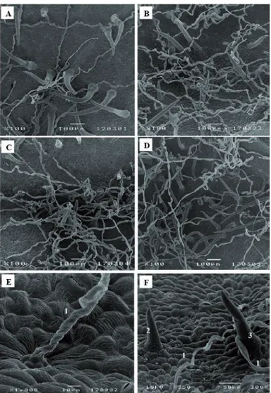 Figure 3 - Scanning electron micrographs of the lower epidermis surface of mature leaves of V