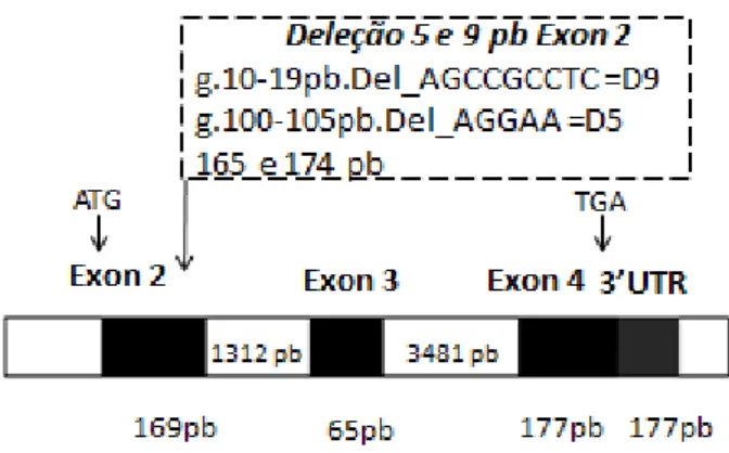 Figura 4. Estrutura simplificada e esquemática do gene  ASIP. Blocos negros representam  os exons e brancos, os introns
