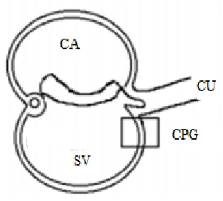 Figura  1:  Corte  transversal  de  um  embrião.  A  área  marcada  mostra  a  localização  das  células  germinativas  primordiais  no  mesoderma extraembrionário da parede posterior do saco vitelino (SV)