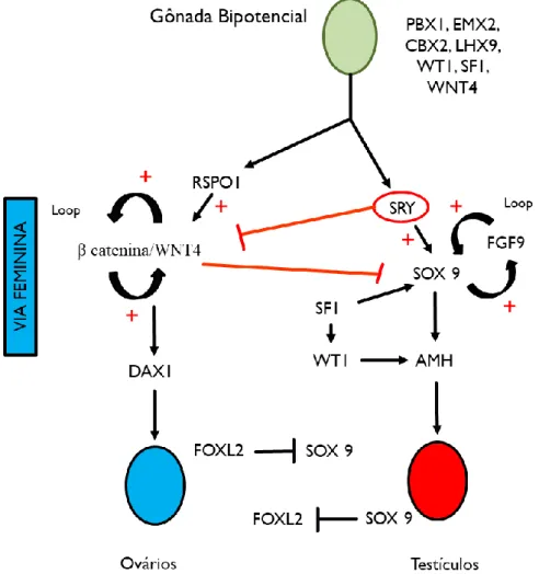 Figura 4: Cascata simplificada de ativação de genes que participam no desenvolvimento masculino e feminino