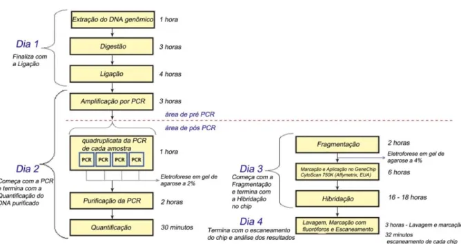 Figura 8: Protocolo da plataforma Affymetrix para Análise Cromossômica por Microarray
