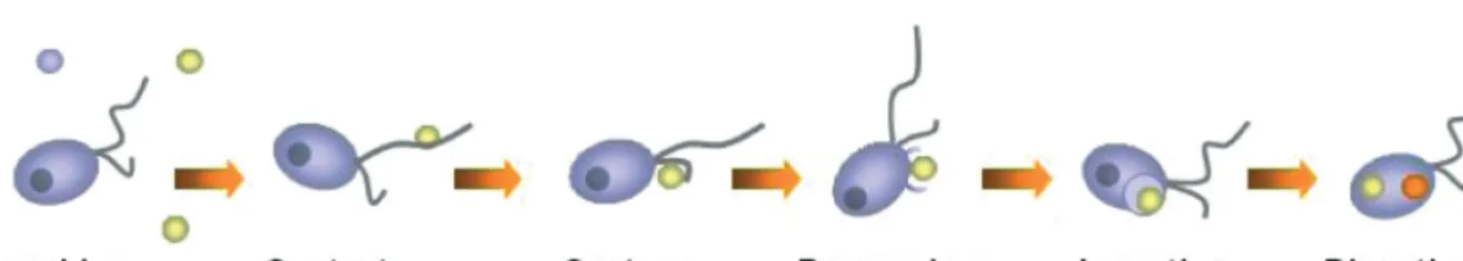 Fig. 1. Mechanistic steps in protistan prey capture that will potentially vary due to prey selectivity