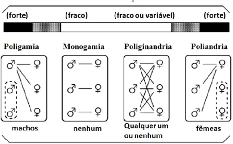 Figura  1- Os  quatro  sistemas  de  acasalamento  e  gradientes  teóricos  de  intensidade  da  seleção  sexual  e  grau de dimorfismo sexual