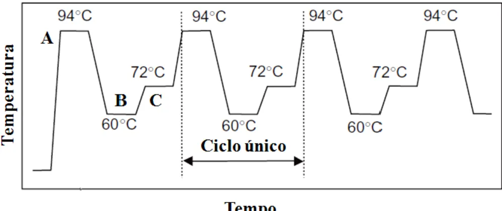 Figura  6  - Perfil  de  temperaturas  em  ciclos  térmicos  da  PCR.  A-  Desnaturação,  B-  Hibridação e C- Extensão