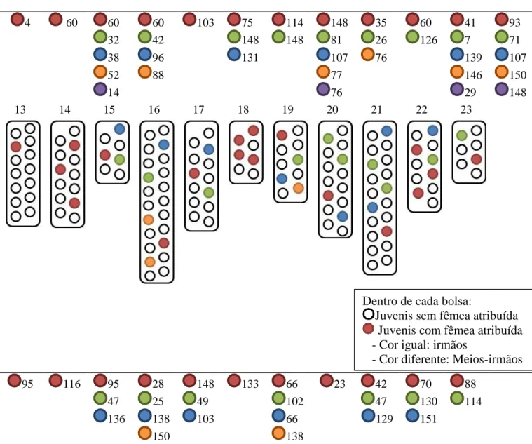 Figura 8 - Distribuição espacial dos juvenis com mãe atribuída e sem mãe atribuída e dos juvenis irmãos  e meio-irmão dentro da bolsa de cada macho