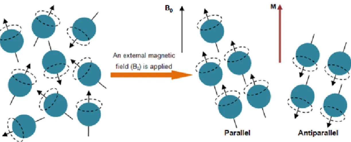 Figure 6 – Schematic representation of hydrogen nuclei behavior under the influence of a magnetic field (B 0 )