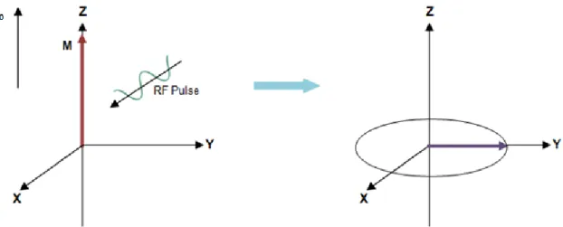 Figure  7  –  Schematic  representation  of  the  behavior  of  the  net  magnetization  vector,  M,  after  the  system  received energy from a RF pulse