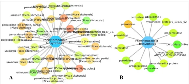 Figure 8. Phenylpropanoid biosynthesis pathway with interactions assigned to DEG in Pinus pinaster  (A)  and  in Pinus  yunnanensis  (B)  at  the  second  time  point  after  inoculation  (48  h)