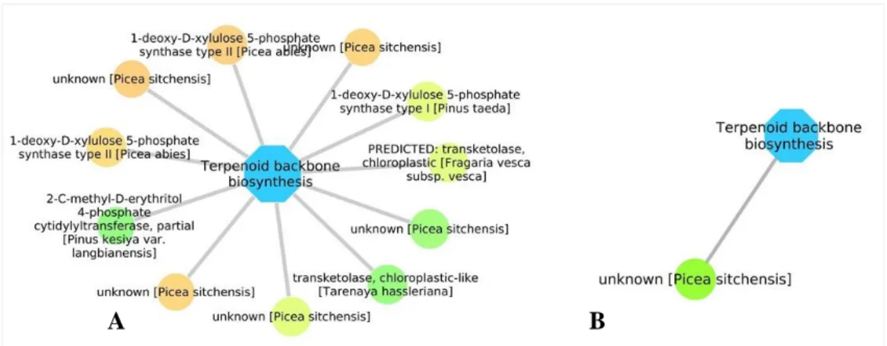Figure  9.  Terpenoid  backbone  biosynthesis  pathway  with  interactions  assigned  to  DEG  in  Pinus  pinaster (A) and in Pinus yunnanensis (B) at the first time point after inoculation (6 + 24 h)