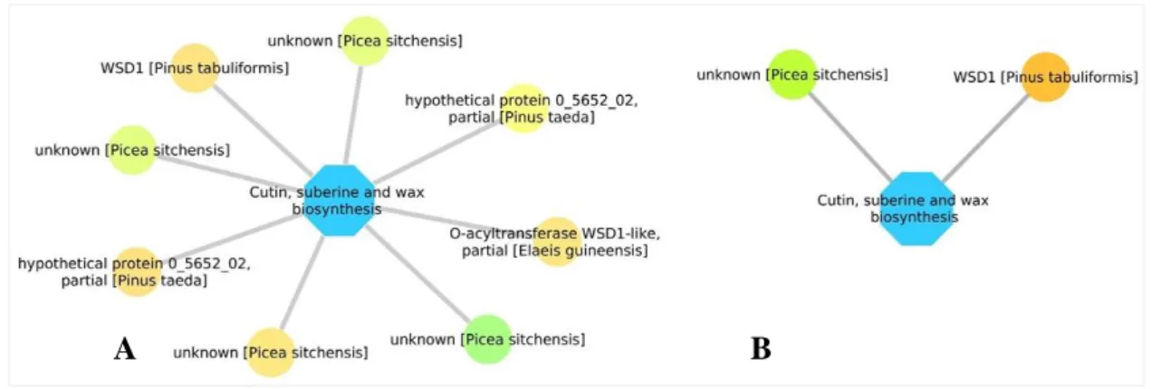 Figure 11. Cutin, suberin, and wax biosynthesis pathway with interactions assigned to DEG in Pinus  pinaster (A) and in Pinus yunnanensis (B) at the first time point after inoculation (6 + 24 h)