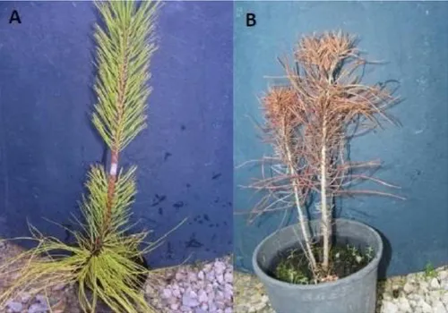 Figure 14. Pinus yunnanensis (A) and Pinus pinaster (B) individuals two months after infection with  PWN  (Trindade  2012)