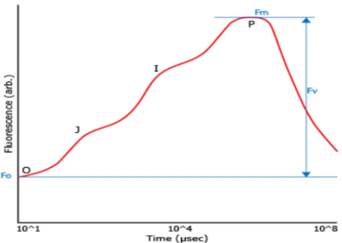 Figure 7 - Kautsky Induction Curve (Hansatech, 2006). The peaks are denoted by the letters O, J, I and P.