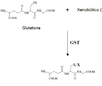 Figura  3:  Conjugação  da  glutationa  com  o  xenobiótico  (X),  catalisada  pela  enzima  glutationa  S- S-transeferase (Adaptado de: Townsend e Tew, 2003)
