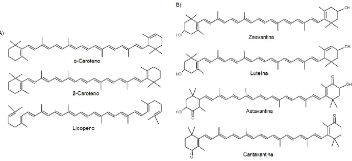 Figura  5:  Estrutura  química  dos  carotenoides.  A)  Carotenos,  B)  Xantofilas  (oxicarotenoides),  carotenoides  com  substituições  que  conferem  maior  hidrossolubilidade  à  molécula  (Fonte:  Adaptado  de  SKIBSTED, 2012)