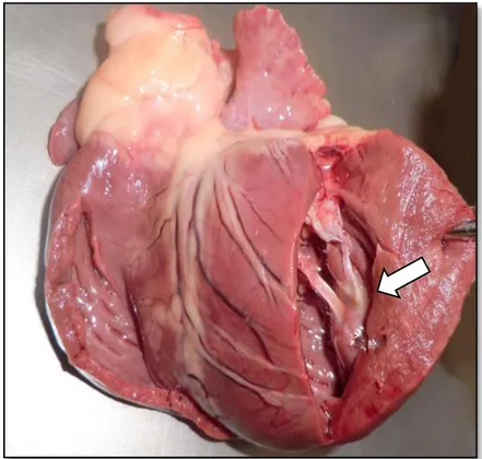 Figure 1: Healthy  dog’s heart from a Boxer with both ventricles sectioned, left-side view