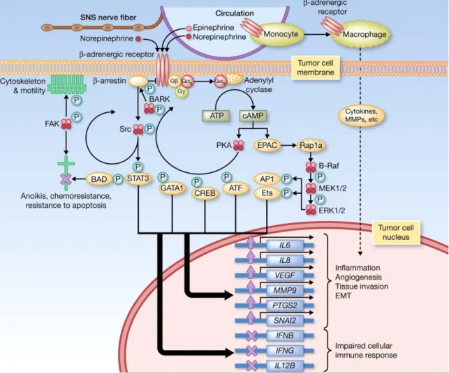 Figure  4.  ANS  fight-or-flight  stress  responses  releases  catecholamines  into  tumor  microenvironment