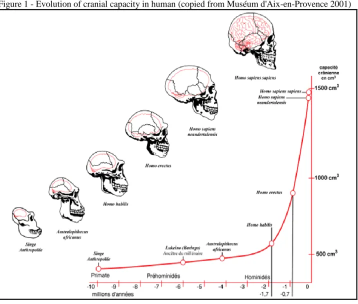 Figure 1 - Evolution of cranial capacity in human (copied from Muséum d'Aix-en-Provence 2001) 