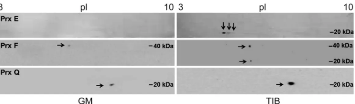 Fig. 2. Comparison of Western blots of three peroxiredoxins (Prx E, F, and Q) in plantain plants propagated in GM and TIB on day  21 of acclimatization
