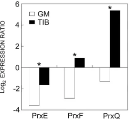 Fig. 3. Quantification of Prx gene expression by RT-qPCR (Prxs  E, F, Q) at the end of acclimatization (A21) of plantain plants previously propagated in GM and TIB