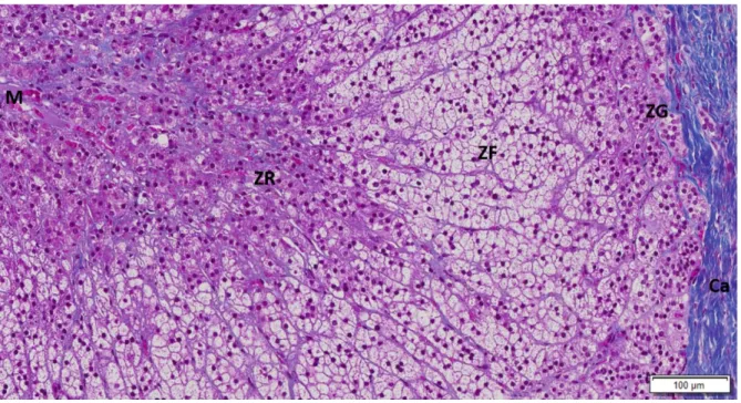 Figure 1 - Human adrenal gland stained by Masson tricromium (10x). Costa MM (not published): Ca-  capsule; ZG- zona glomerulosa; ZF- Zona fasciculata; ZR-Zona reticularis; M- medulla
