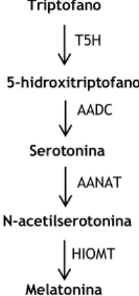 Figura 3 – Mecanismo de síntese da melatonina, adaptado de Tan et al. [16]. 
