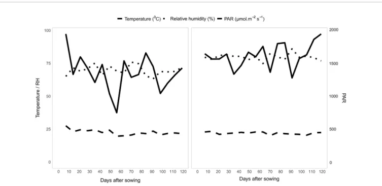 FIGURE 2 | Weekly average values on DAS of temperature (°C), relative humidity (%) and solar radiation (μmol m −2 s −1 ) throughout the growing period of the experiments with popcorn inbred lines during the 2016 and 2018 crop seasons.