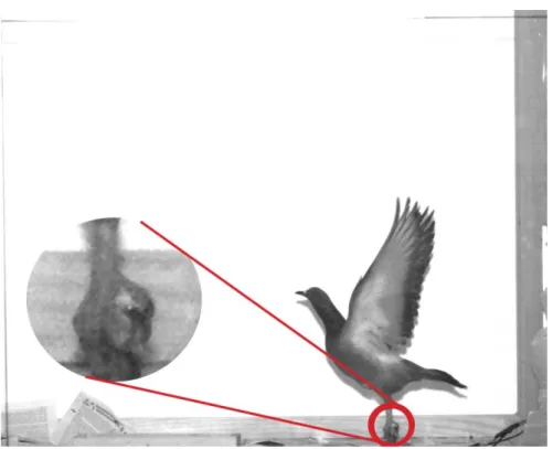 Figure 9. Take-off moment (t = 0.000s). 