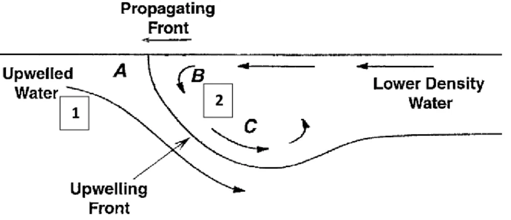 Figure  3  –  Illustration  of  the  water  movements  within  an  upwelling  front  propagating  shoreward
