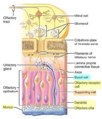 Figura 1 – Constituição do epitélio olfativo e o trajeto dos axónios dos neurónios sensoriais olfativos