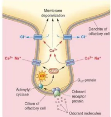 Figura 2 – Cascata de sinalização intracelular implicada na transdução quimiossensorial olfativa, nas  membranas ciliares dos neurónios sensoriais olfativos