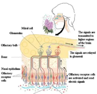 Figura 3 – Estrutura do sistema olfativo humano. Retirada de Rinaldi 2007. 