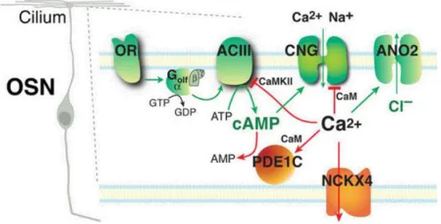 Figura 4 – Mecanismos de adaptação do sistema olfativo. As setas verdes representam os passos da via  de  transdução  olfativa  e  as  setas  vermelhas  representam  mecanismos  de  inativação  da  via