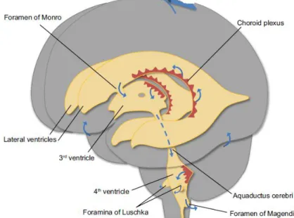 Figura 6 - Sistema ventricular cerebral. Adaptada de Damkier et al. 2013. 