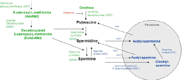 Figura  8  –  Via  biossintética  e  catabólica  das  poliaminas.  ODC-  ornitina  descarboxilase;  SPDS-  espermidina  sintase;  SPMS-  espermina  sintase;  SSAT-  espermidina/espermina  acetiltransferase;  PAO-  poliamina  oxidase;  AMD-  S-adenosilmetio