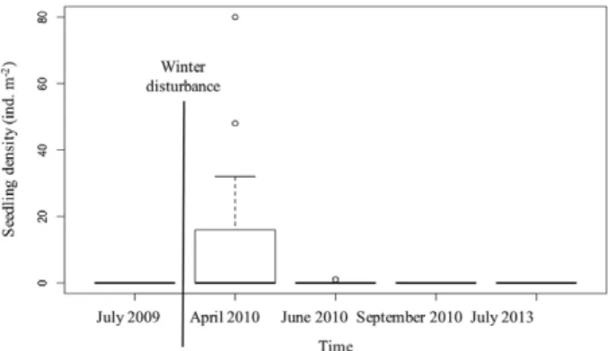 Fig. 2. – Seedling density (ind m –2 ) in a Zostera marina meadow at  Ponta do Adoxe sampled before disturbance, and after disturbance 