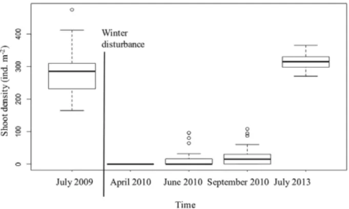 Fig. 3. – Shoot density (ind m –2 ) in a Zostera marina meadow at  Ponta do Adoxe sampled in July 2009, before disturbance, and after 