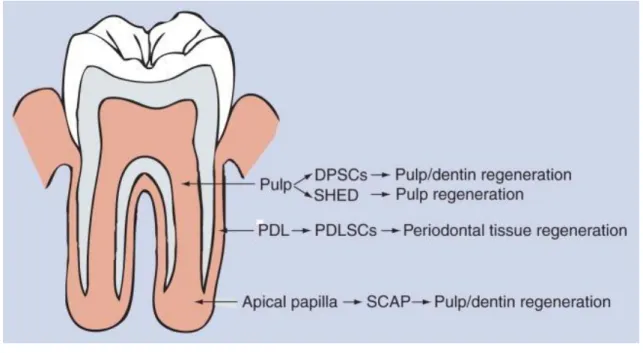 Figura 4: Fonte das células estaminais dentárias e respetivo utilização no processo de regeneração (Huang,  2009)