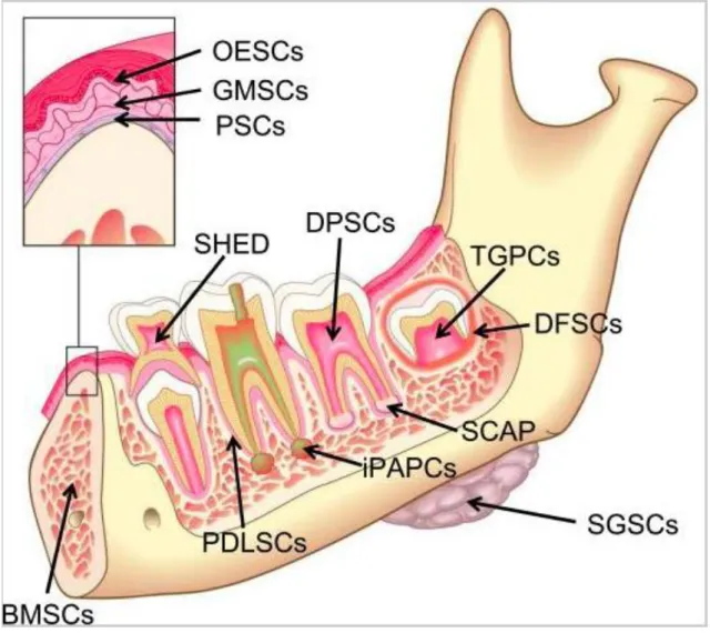 Figura  9:  Desenho  esquemático  a  ilustrar  fontes  de  células  estaminais  no  meio  oral  (Hargreaves  et  al.,  2013)