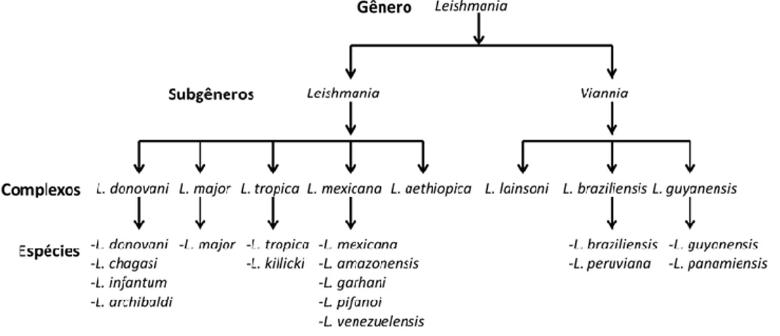 Figura 1. Taxonomia do gênero Leishmania. (Adaptado de MISHRA et al., 2009) 