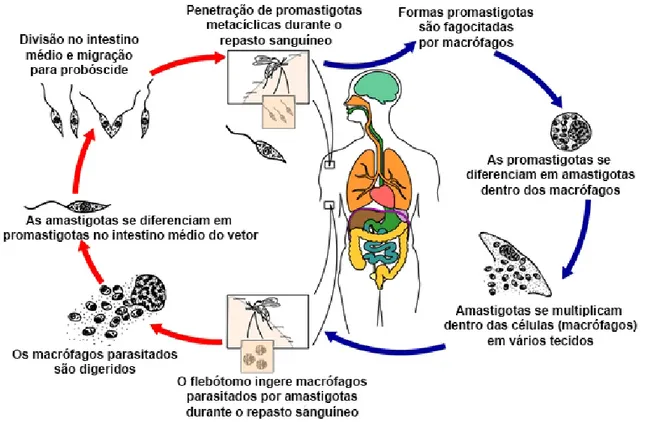 Figura  3.  Representação  esquemática  do  ciclo  de  vida  da  Leishmania  sp.  no  inseto  vetor  e  no  hospedeiro  mamífero
